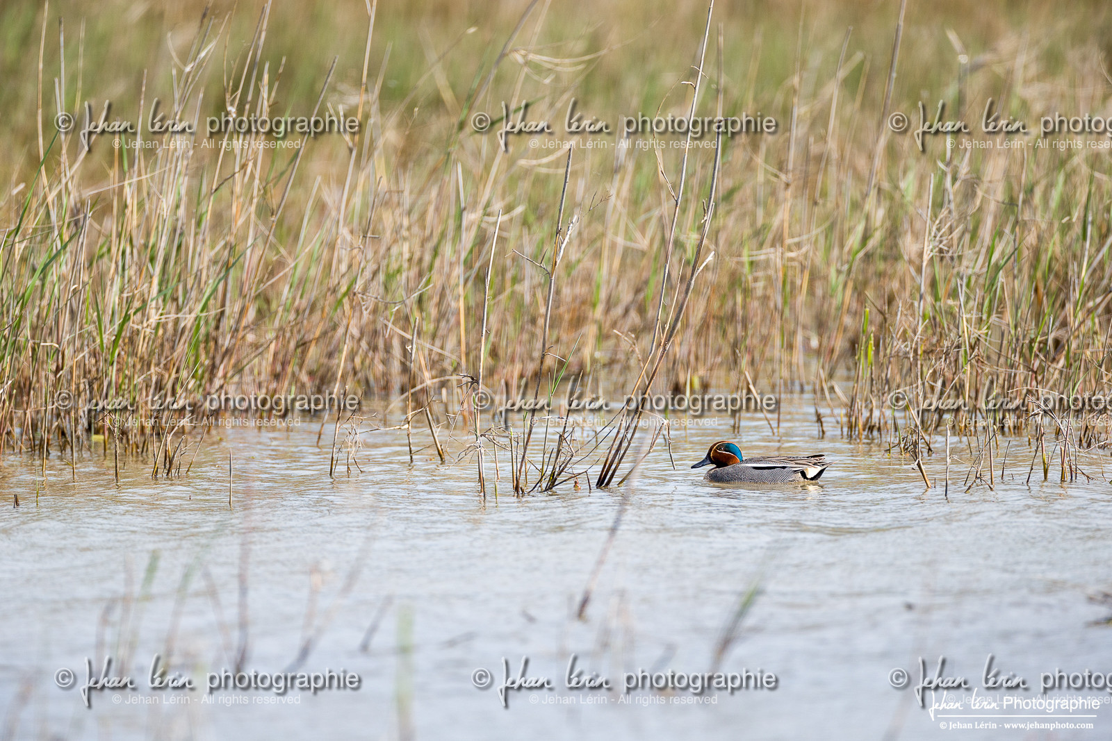 Sarcelle d'Hiver - Eurasian Teal
