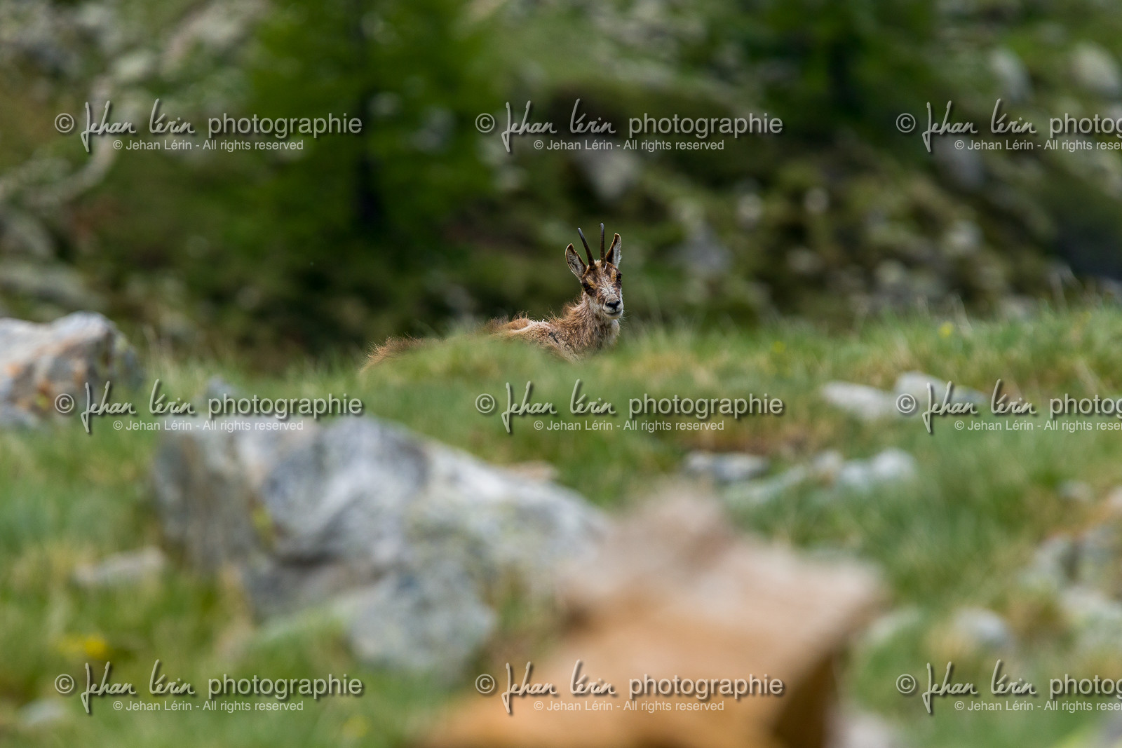 chamois_la-gordolasque_mercantour_jl_1dx_20-05-2020-0272.jpg