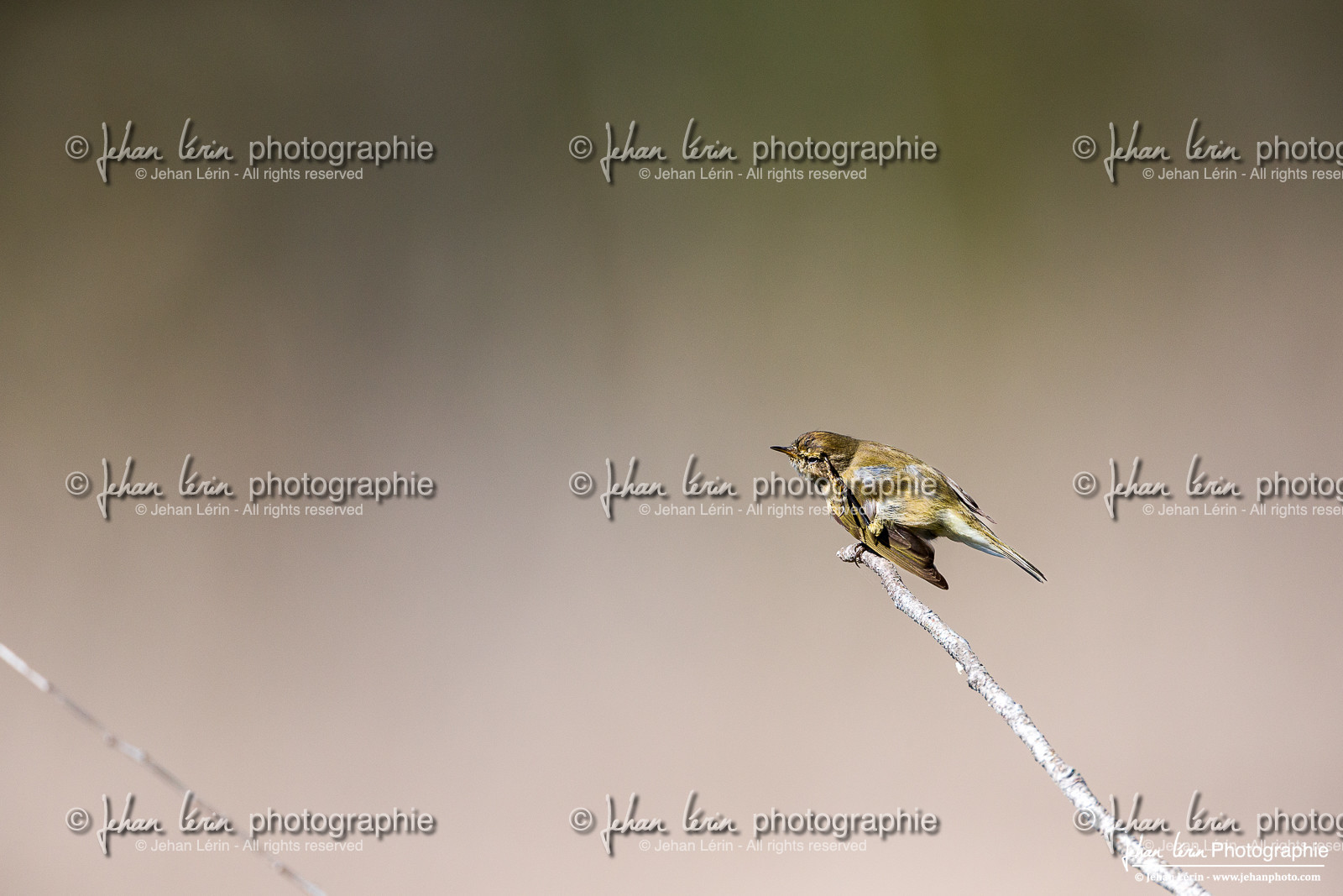 Pouillot Véloce - Common Chiffchaff