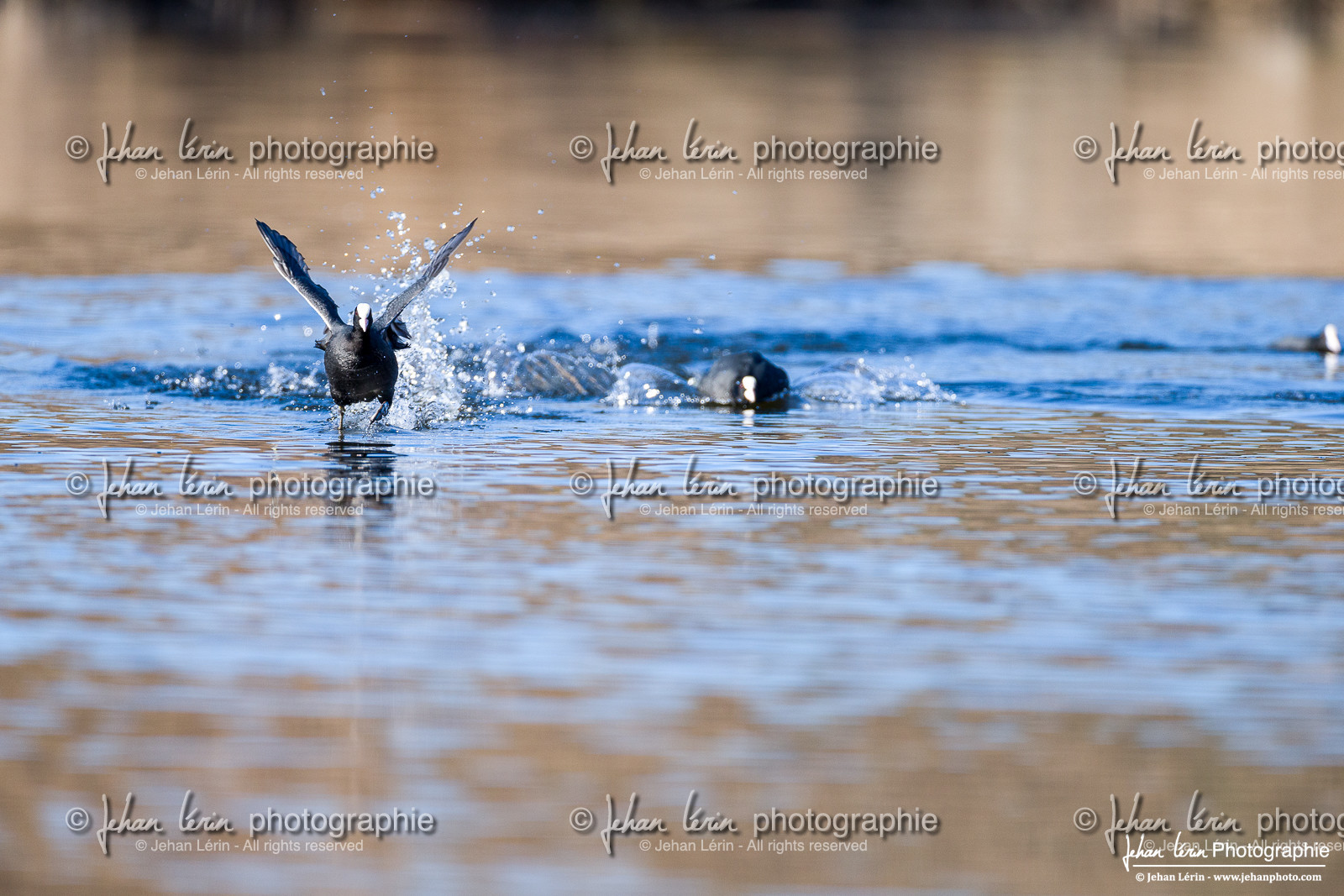 Foulque Macroule - Eurasian Coot : Fulica atra