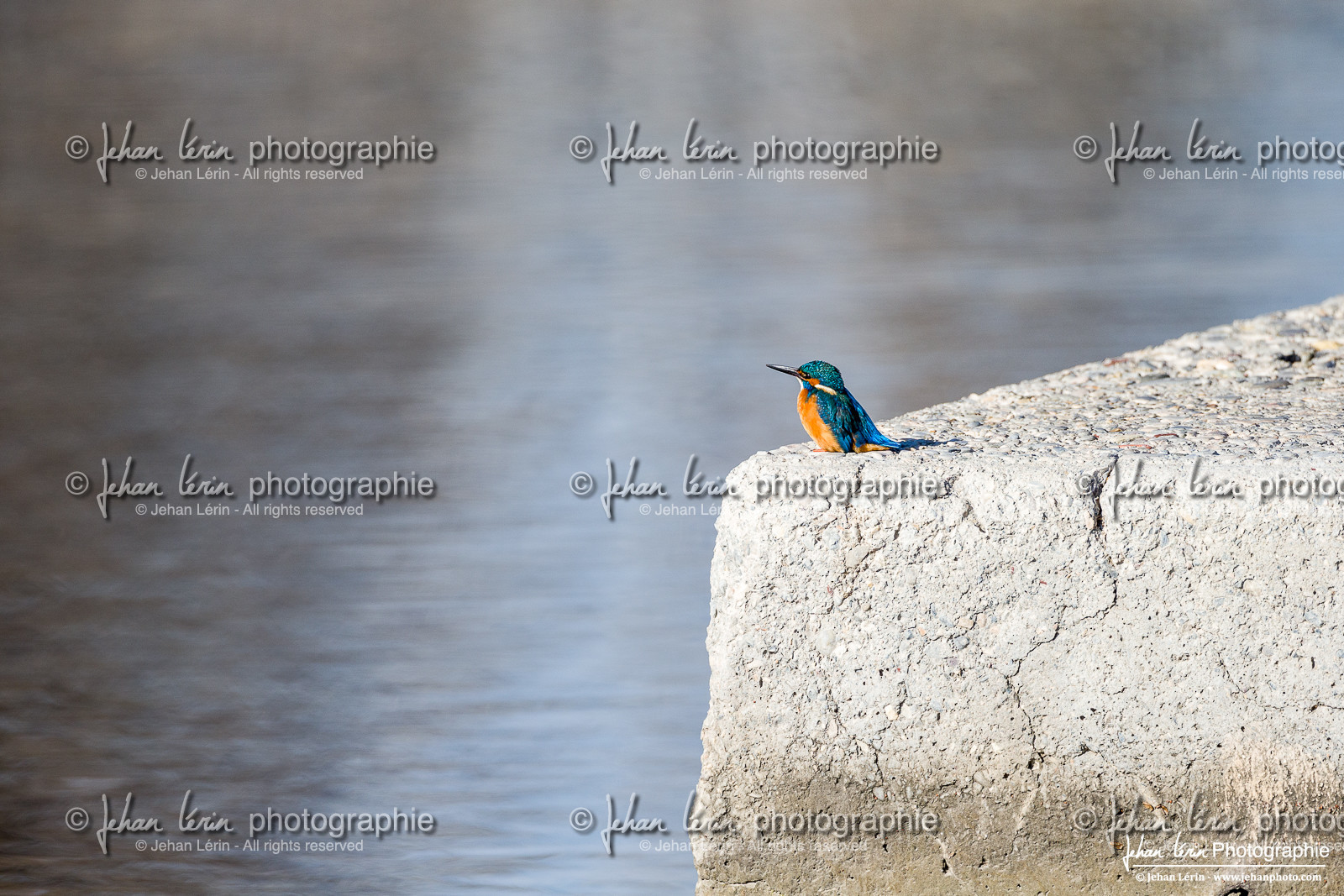 Martin-Pêcheur - Common Kingfisher
