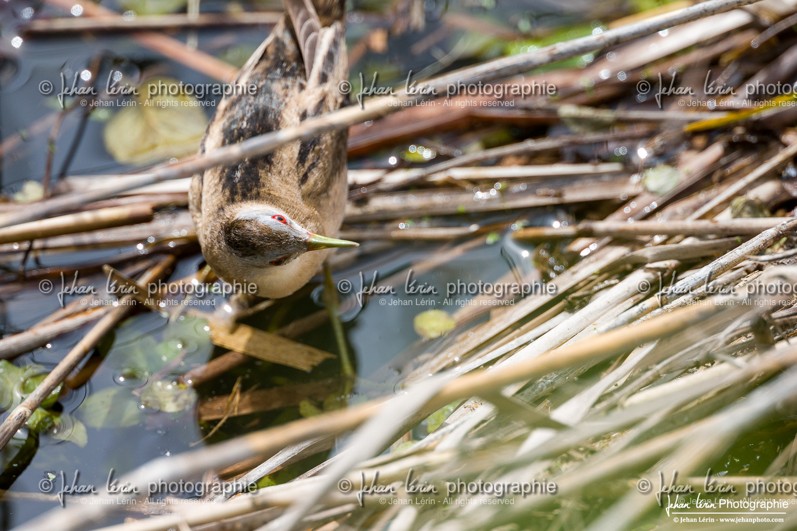 Marouette Poussin - Little Crake