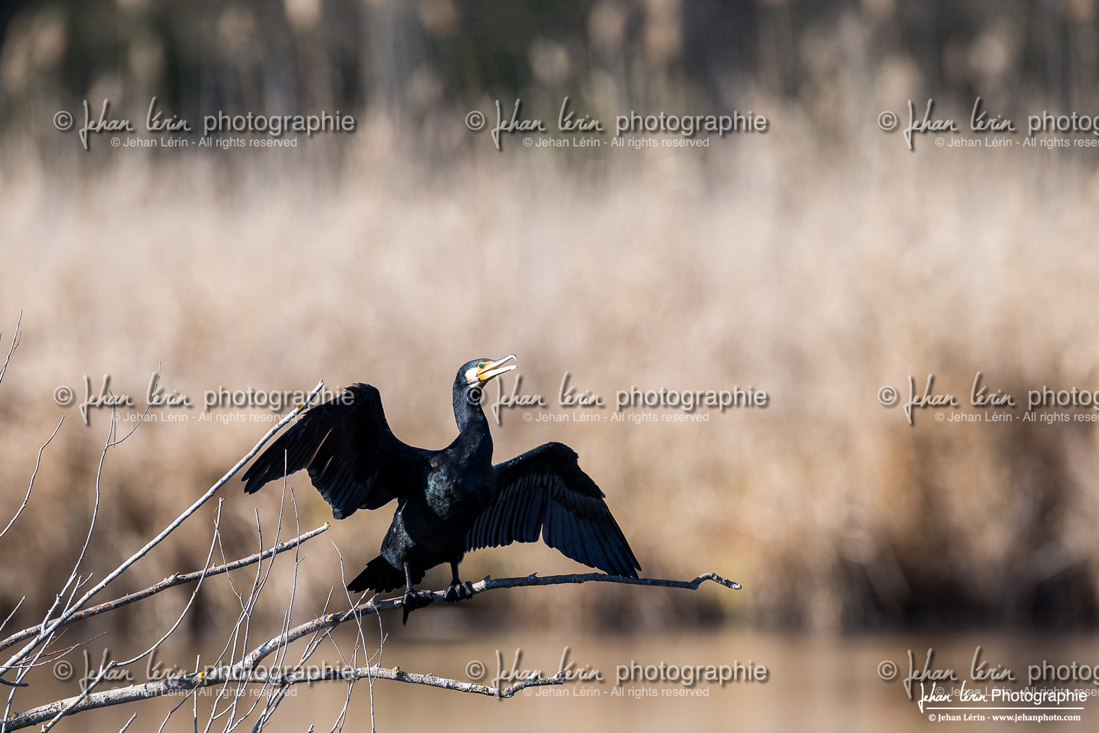 Grand Cormoran - Great Cormorant