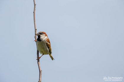 Moineau Domestique - House Sparrow