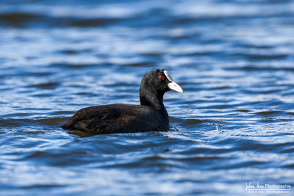Foulque Macroule - Eurasian Coot : Fulica atra