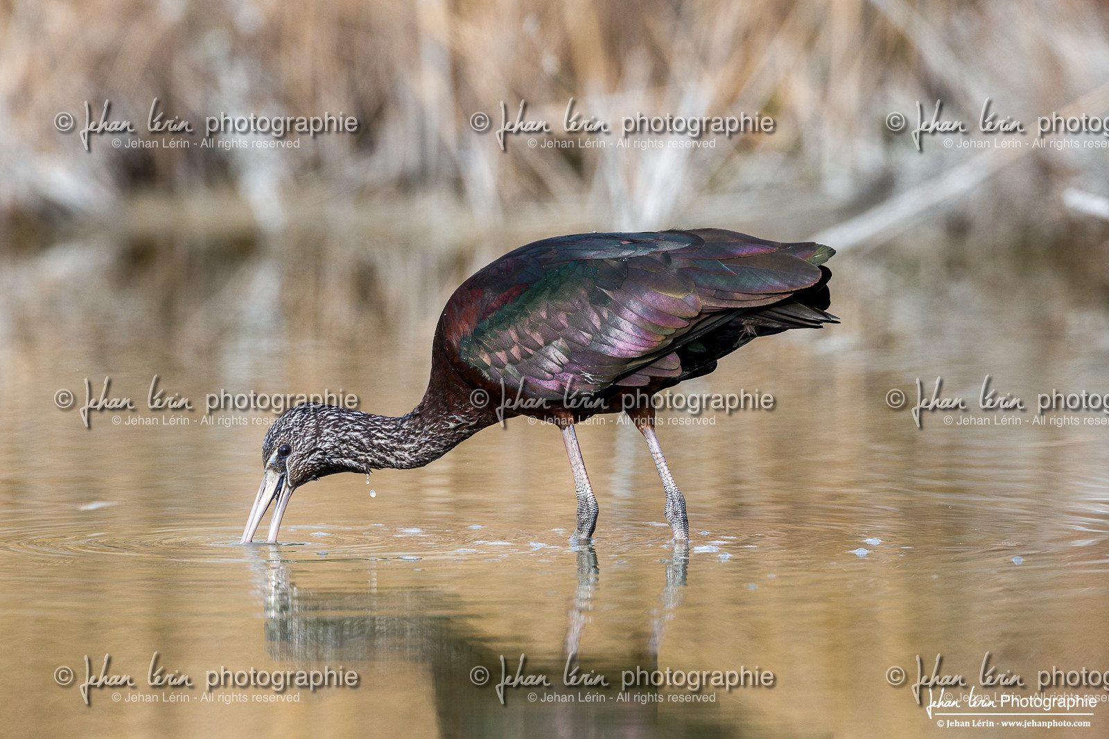 Ibis Falcinelle - Glossy Ibis