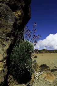 tenerife_avril_2010-1213.jpg