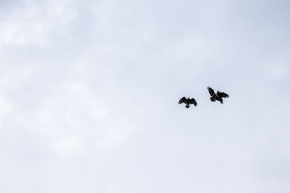 aigles-royaux_vignols_roubion_tinee_alpes-maritimes_jehan-lerin_jl_1dx_30-05-2022-0046.jpg