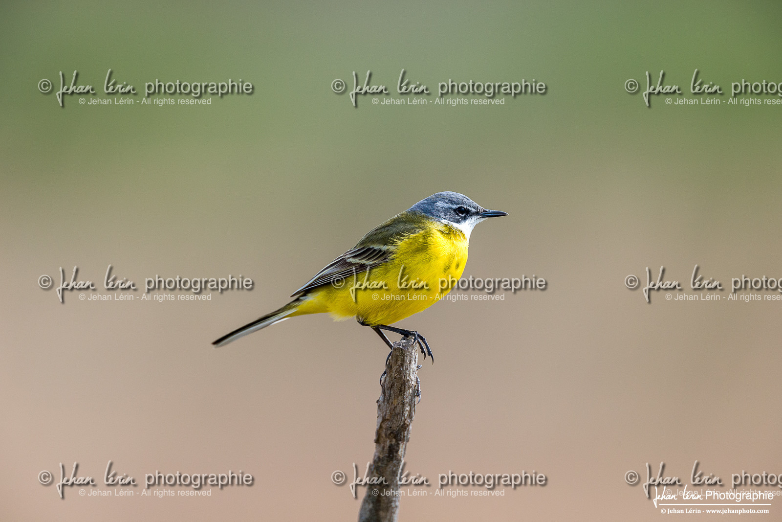 Bergeronnette Printanière - Western Yellow Wagtail