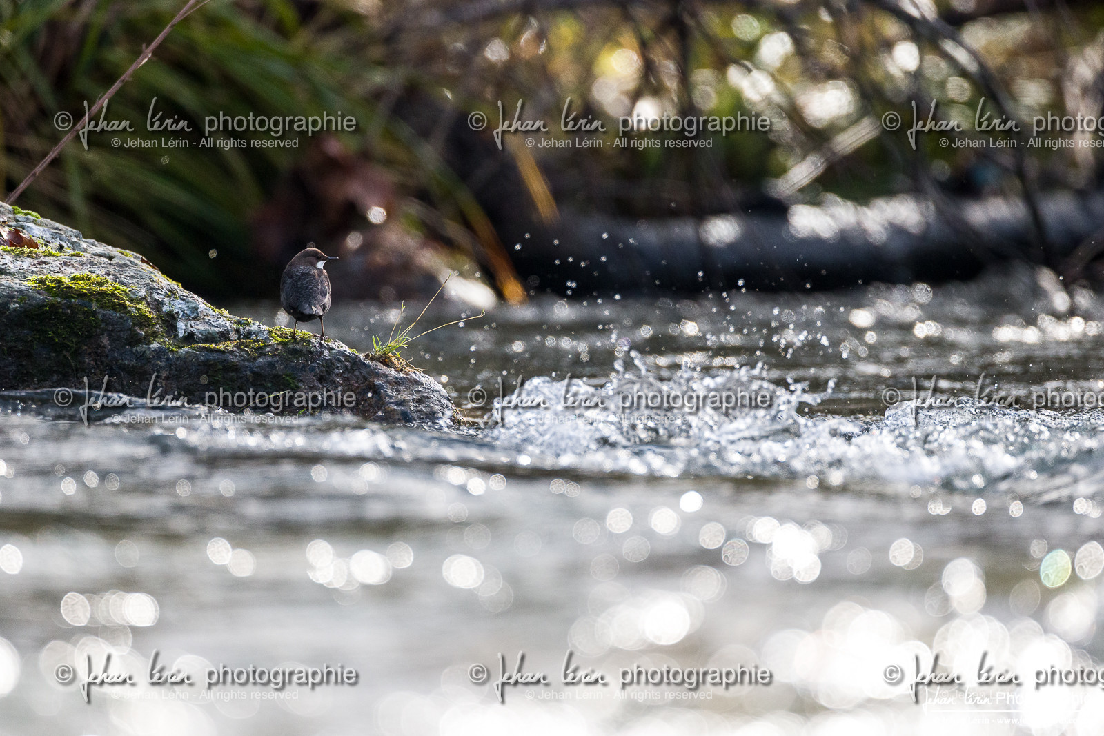 Cincle Plongeur - White-throated dipper  : Cinclus Cinclus