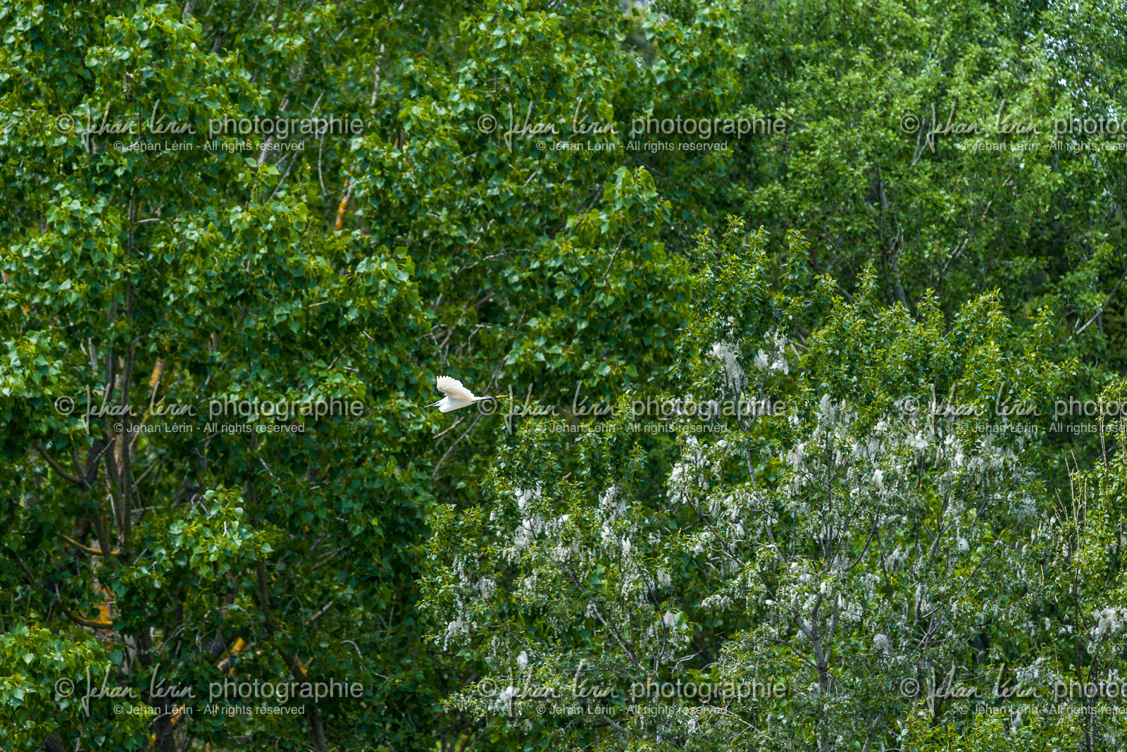 aigrette-garzette_pont-du-gard_jl_1dx_04-05-2021-0003.jpg