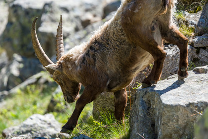bouquetin_la-gordolasque_mercantour_jl_1dx_20-05-2020-0830.jpg