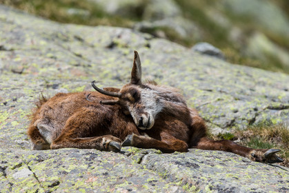 chamois_la-gordolasque_mercantour_jl_1dx_20-05-2020-0549.jpg