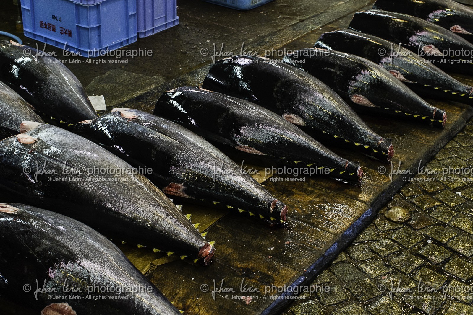 tsukiji-fish-market_tokyo_japon_jl_1dx_08-05-2014-6565.jpg