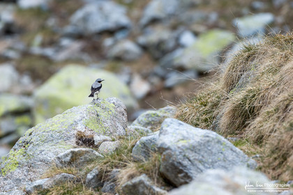 Traquet Motteux - Northern Wheatear