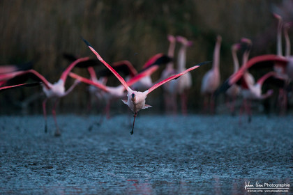Flamant Rose - Greater Flamingo