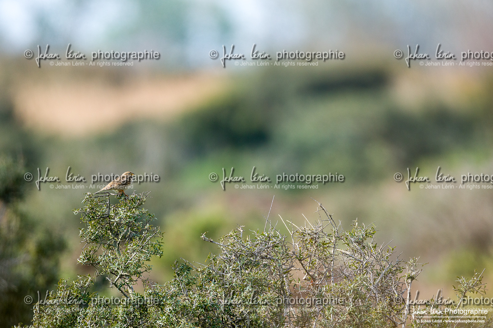 Bruant Proyer - Corn Bunting
