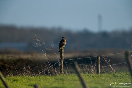 Buse Variable - Common Buzzard