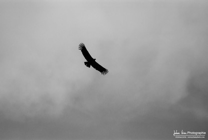 Condor des Andes - Andean Condor