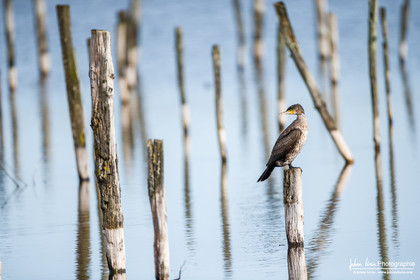 Cormoran - Great Cormorant