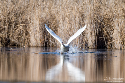 Cygne Tuberculé - Mute Swan