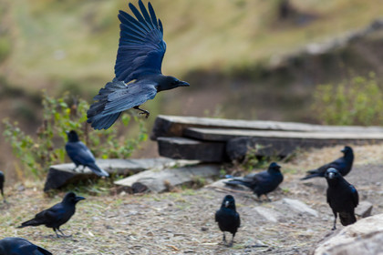 Grand Corbeau - Raven