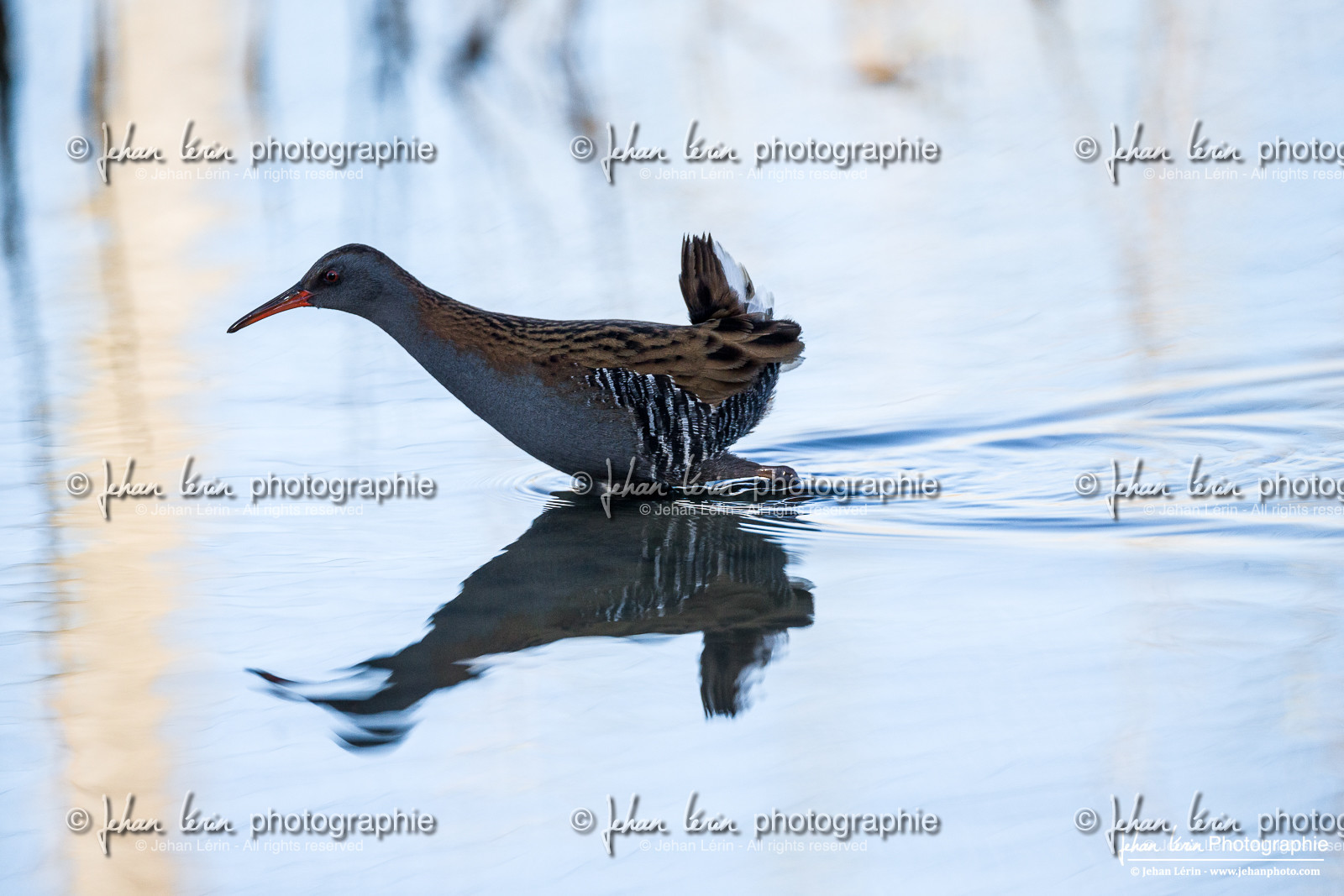 Râle d'eau - Water Rail