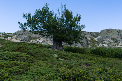 gr20_corse_jl_1dx_25-07-2016-0897.jpg