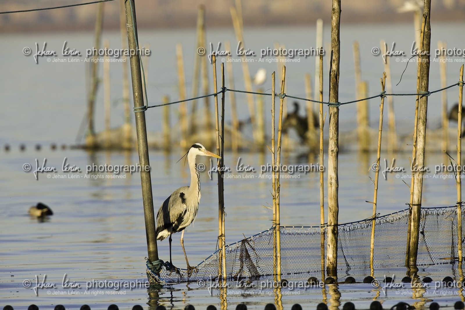 l-albufera_valencia_18-01-2012-2-34.jpg