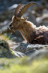 bouquetin_la-gordolasque_mercantour_jl_1dx_20-05-2020-0859.jpg