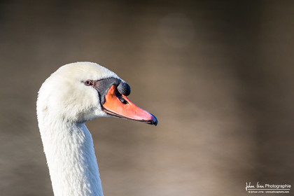 Cygne Tuberculé - Mute Swan