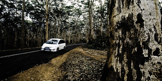 white-car-in-giants-forest.jpg