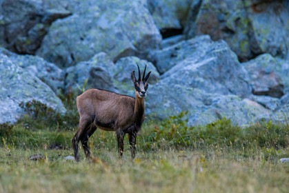 chamois_refuge-de-nice-lac-autier_jl_1dx_12-08-2017-0027.jpg
