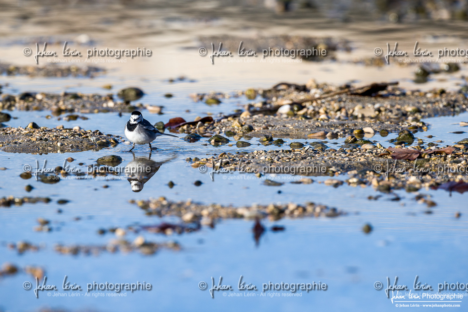 Bergeronnette Grise - White Wagtail   Pied Wagtail