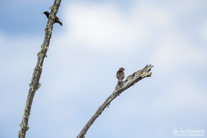 Merle Noir - Common Blackbird