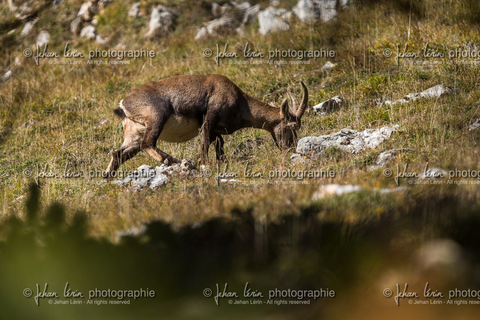 parc-re-gional-du-vercors_chichilianne_jl_1dx_25-10-2021-0043.jpg