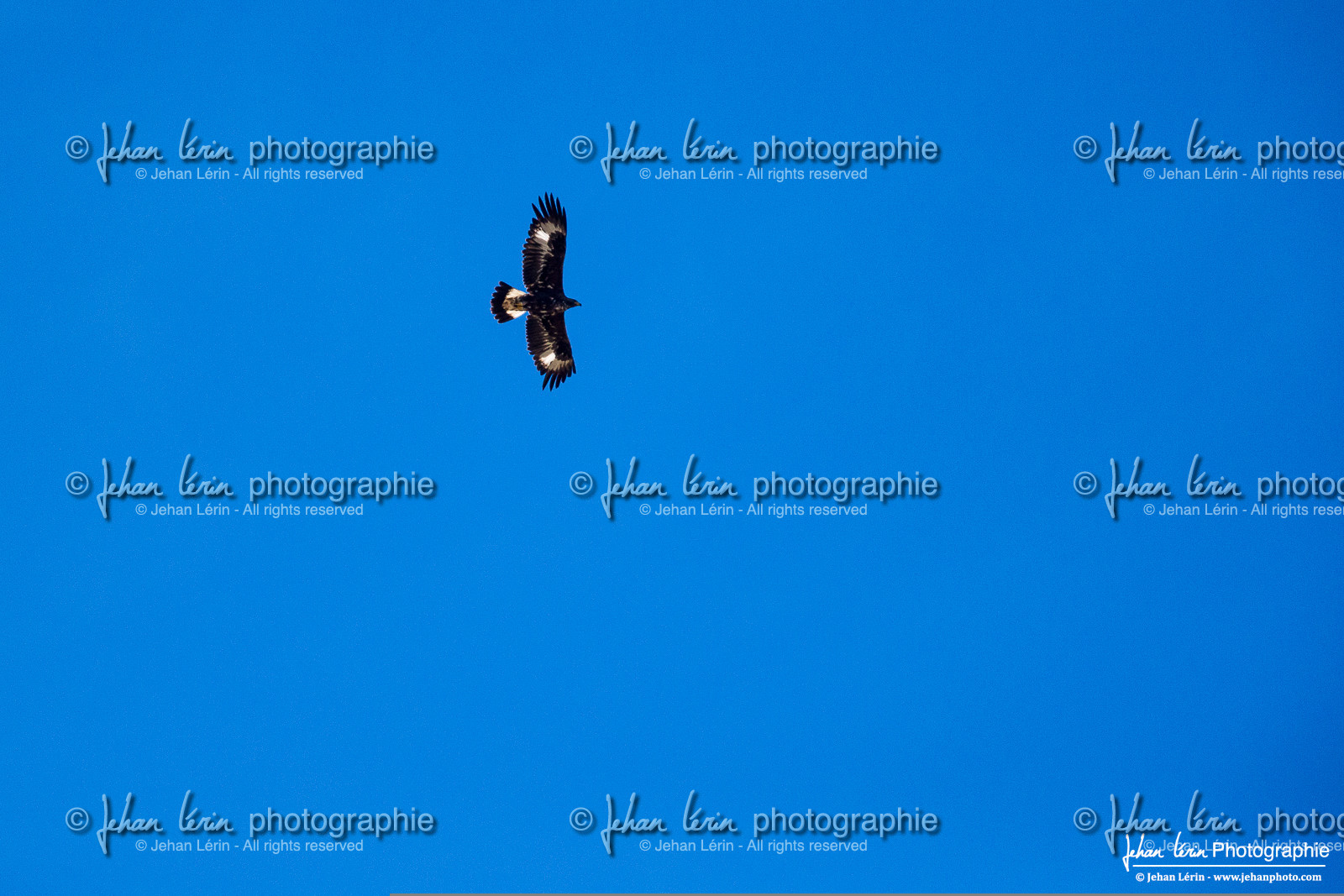 Aigle Royal - Golden Eagle