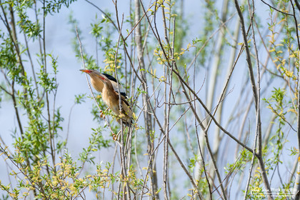 Blongios Nain - Little Bittern