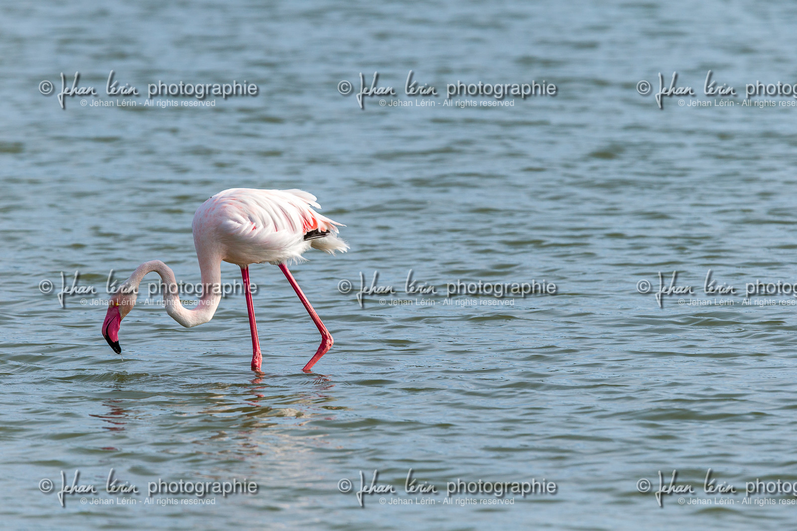 flamant-rose_le-grau-du-roi_camargue_jl_1dx_06-05-2021-0328.jpg