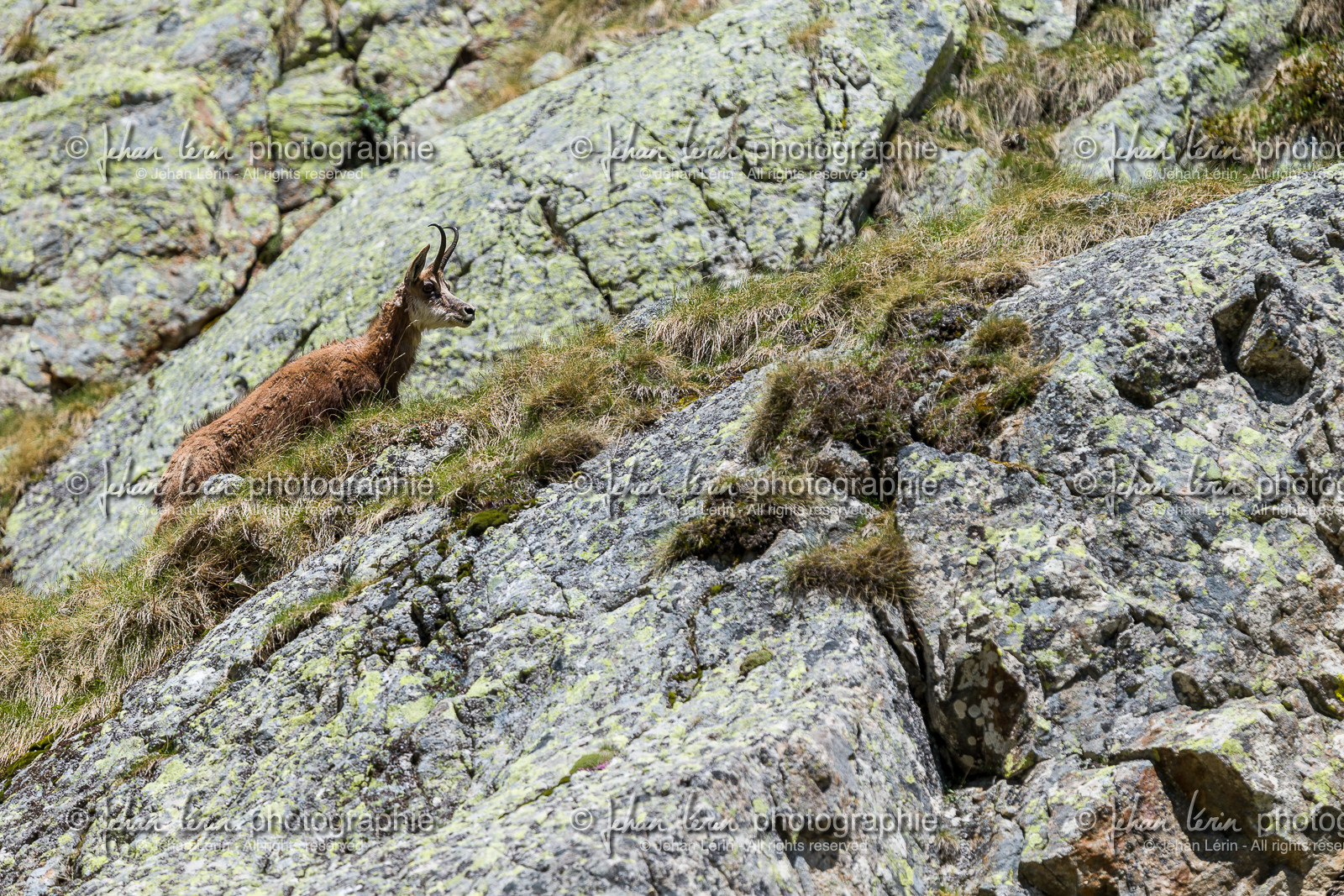 chamois_la-gordolasque_mercantour_jl_1dx_20-05-2020-0800.jpg