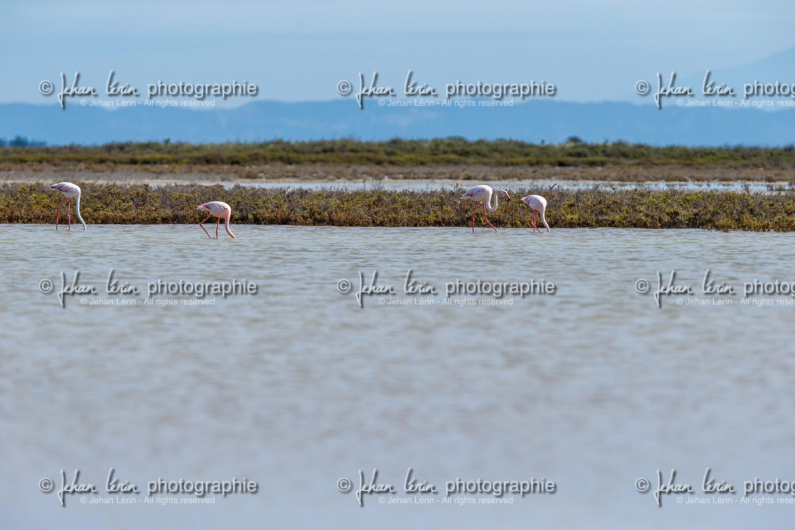 flamants-roses_stes-maries-de-la-mer_camargue_jl_1dx_06-05-2021-0137.jpg