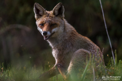 Renard Roux - Red Fox : Vulpes Vulpes
