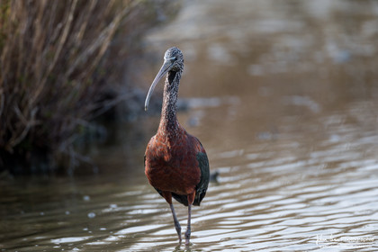 Ibis Falcinelle - Glossy Ibis