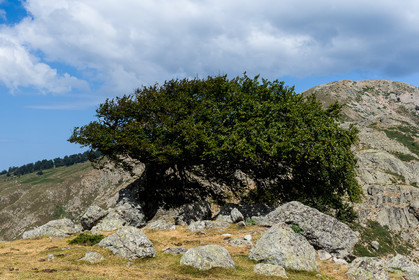 gr20_corse_jl_1dx_25-07-2016-0967.jpg