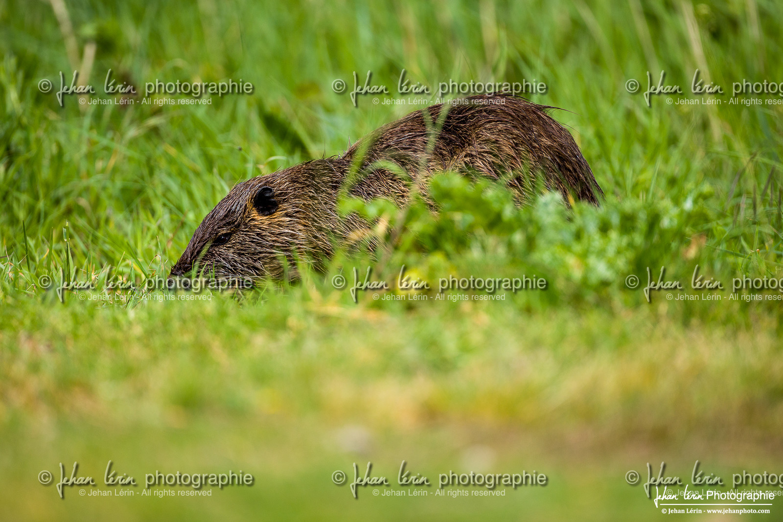 Ragondin - Coypu : Myocastor coypus