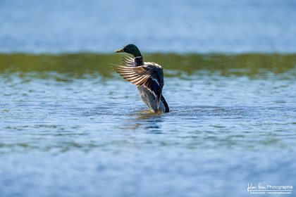 Canard Colvert - Mallard