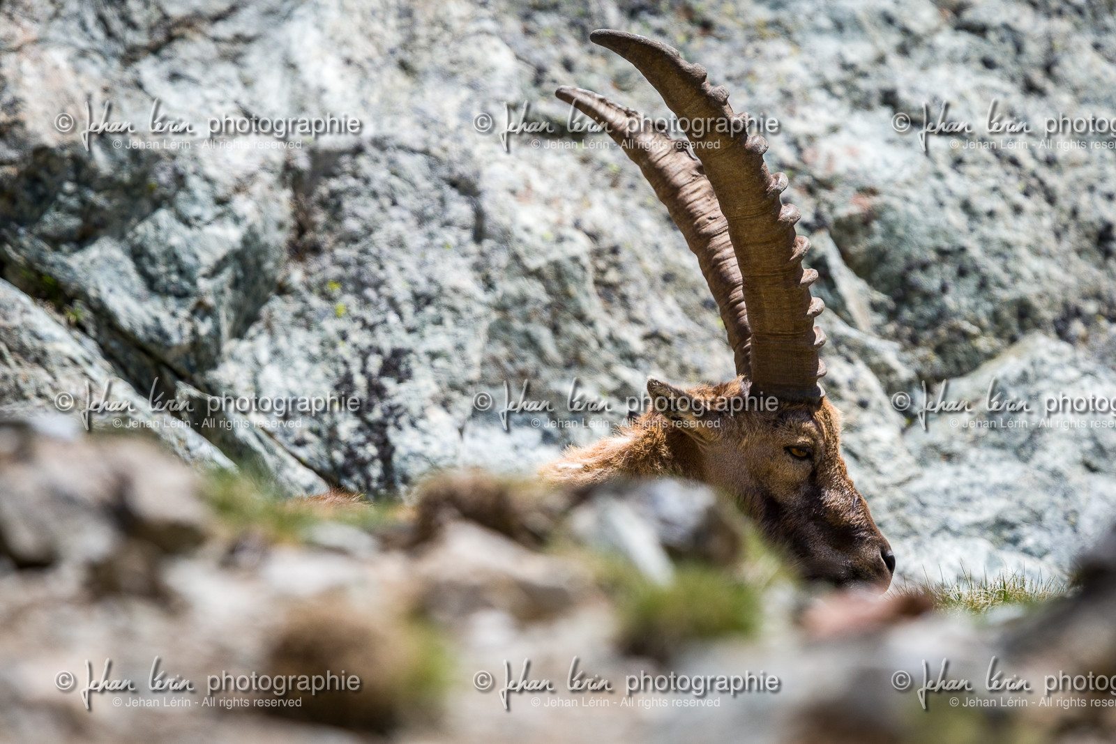 bouquetin_lac-de-fenestre_1dx_23-06-2019-0079.jpg