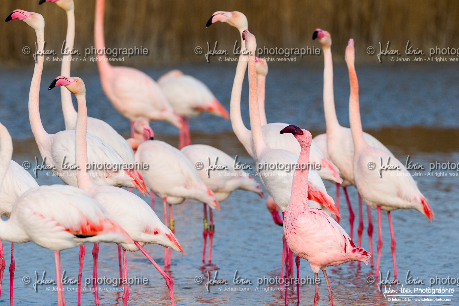 Flamant Nain - Lesser Flamingo