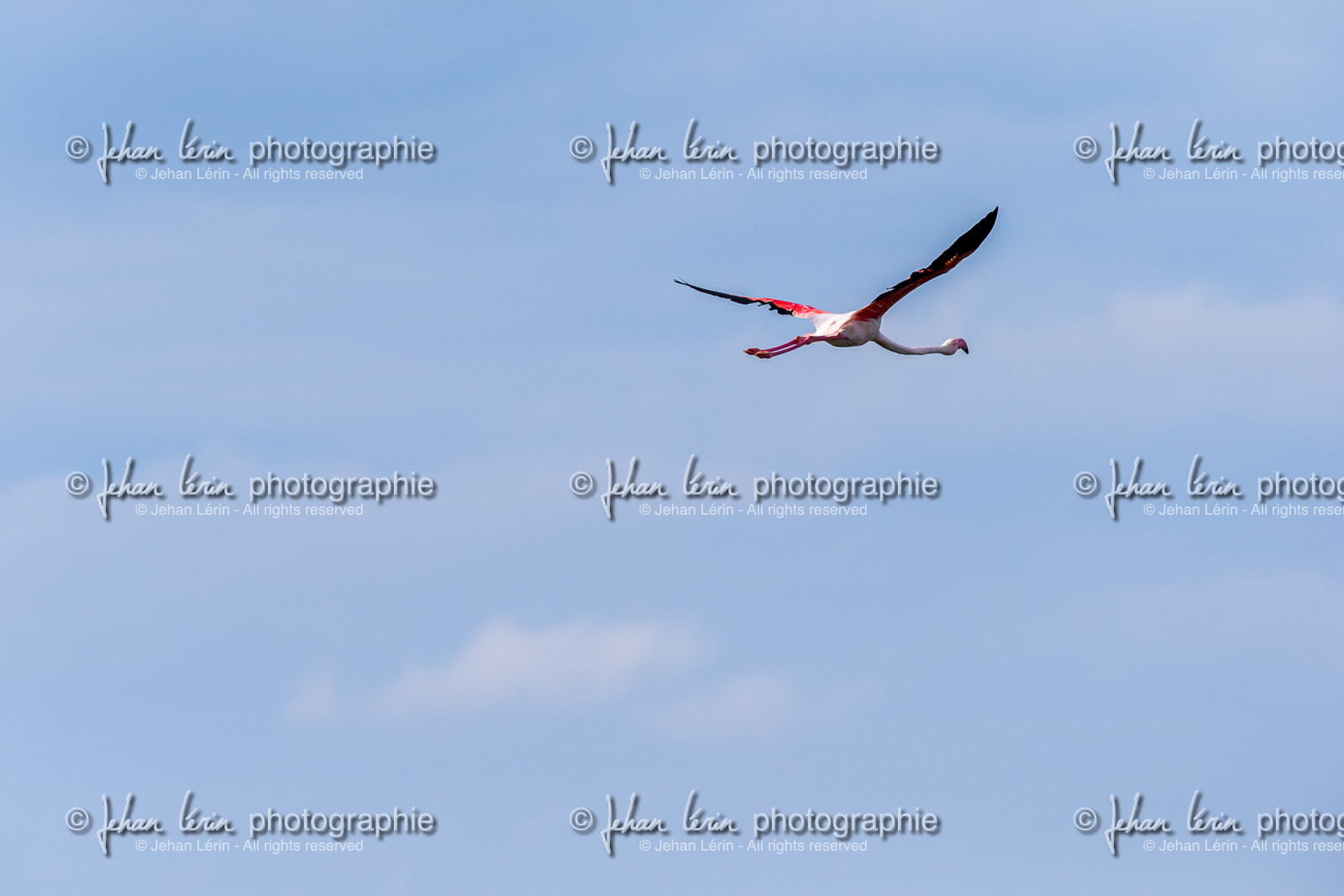 flamant-rose_le-grau-du-roi_camargue_jl_1dx_06-05-2021-0307.jpg