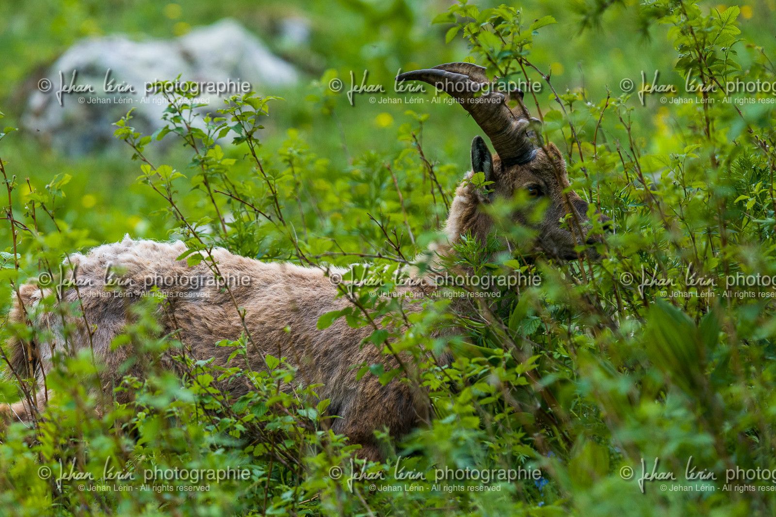 bouquetin_la-gordolasque_mercantour_france_jl_1dx_15-06-2021-0041.jpg